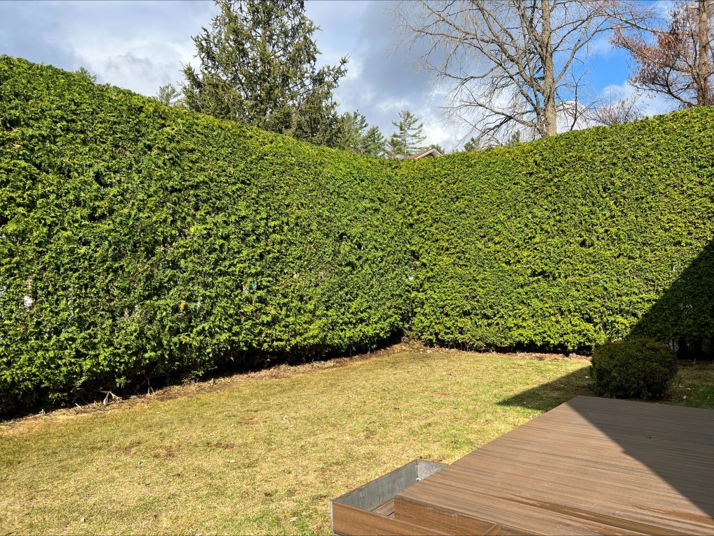 Tips to stimulate the growth of your cedar hedge. Symetric Ottawa