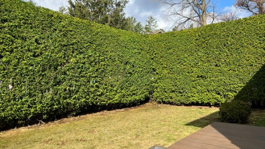 Tips to stimulate the growth of your cedar hedge.